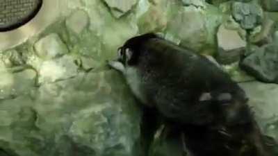 Freed from the sewer