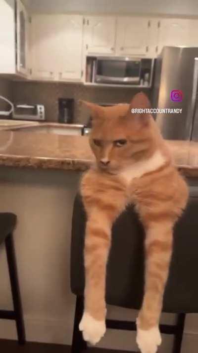 Who needs to meow when you can mew