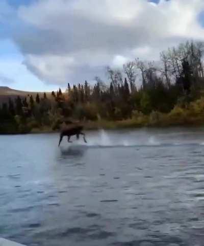 🔥 just a moose running across water 🔥