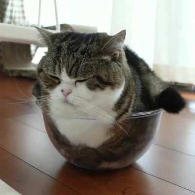Cat In Glass Bowl