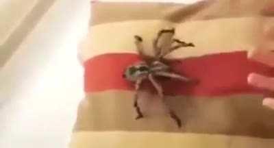 Thanks, I hate this cuddly spider