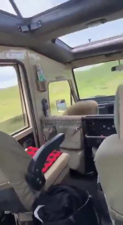 They got robbed by a baboon during safari 