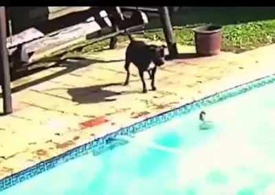 Dog saves their sibling from drowning in a pool