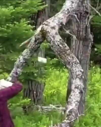 She kinda thiccc tho