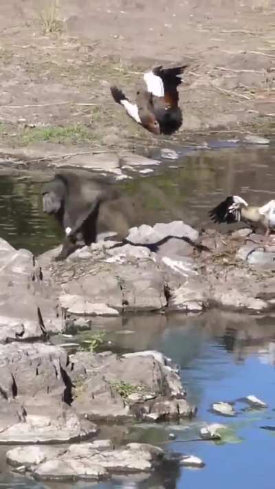 Baboons stealing Egyptian goose eggs. At least the geese put up a bit of a fight
