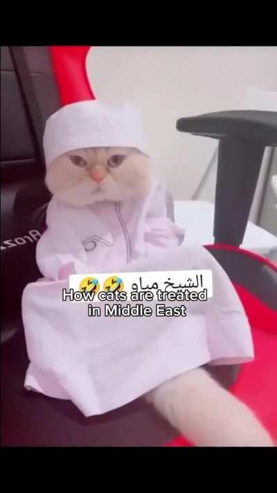 Mashallah Kitty