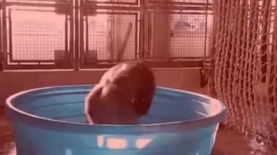 Guys, whatever you do... DO NOT put Pat Fusty in the pool