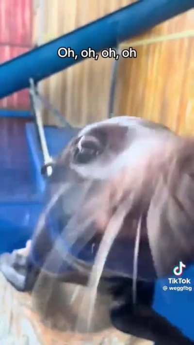 Damn daniel ahh seal