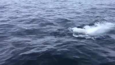 When a beluga whale fetching a rugby ball reaches a human to throw