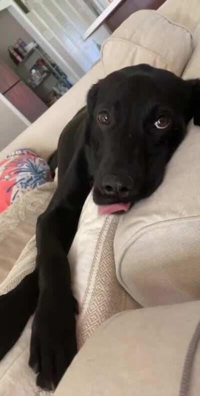 Today I took a nap and this is the view I woke up to 😍🐶