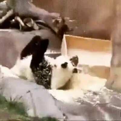 Panda misjudges the situation badly