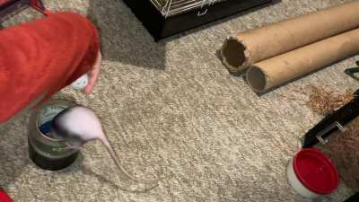 My smol pet rat Chickpea is learning to play basketball - pt 2!