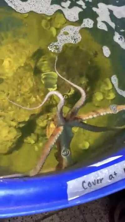 My LFS has this cool dude for sale.