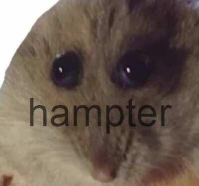 Hampter
