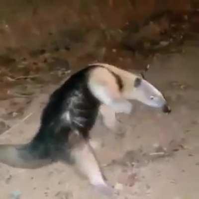 My familiar is acting weird, could it be a druid?