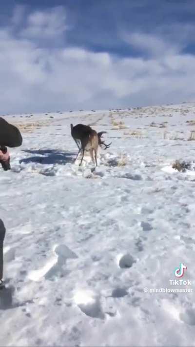 Separating two stuck deer with a shotgun