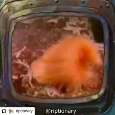 Is that a jojo reference!?