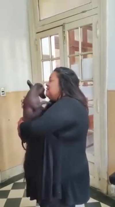 La Plata: Recuperaron una perrita con diabetes que había sido robada días atrás y necesitaba su medicación con urgencia. Se montó un operativo encubierto y recuperaron al animal en una maderera; el comerciante terminó preso