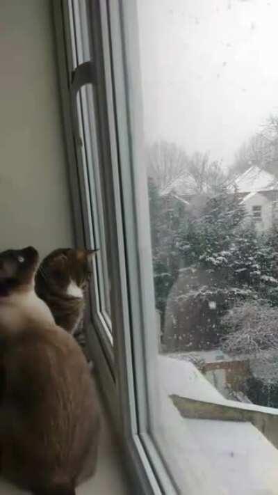 Every londoner right now