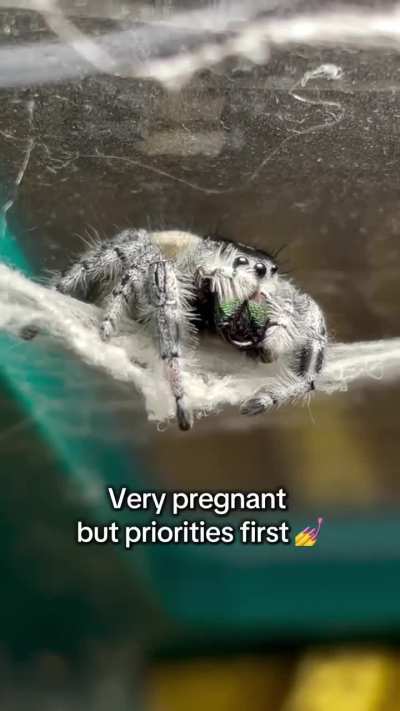 Pearl is still very pregnant… but instead of laying eggs, she built herself a hammock.
