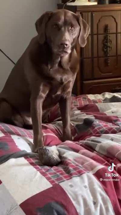 This lad is doing some excellent slammy whammies