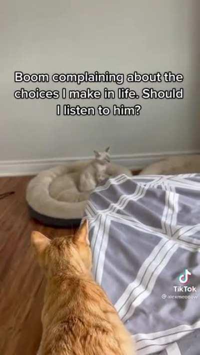 Always good to have a conversation with your kitty