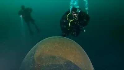 🔥 A Giant Squid Egg, Divers for scale