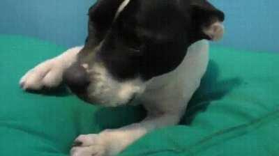 Shelter animals try cozy new donated beds