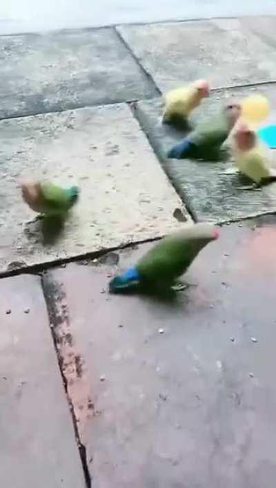 These guys playing basketball