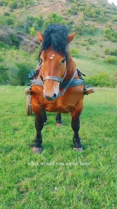 Stallion of Destruction