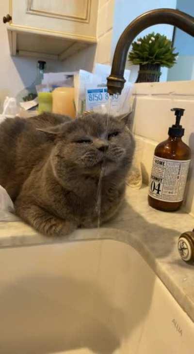 anyone else’s cat only drink from the sink?