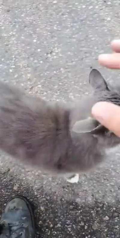 The ol 'Shop Cat' as they call him. Born in a pool of gasoline on a piece of scrap metal