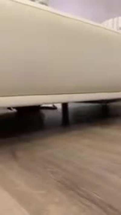 When you adopt a cat from Australia