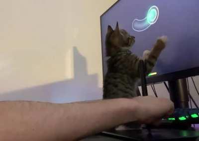 My kitten playing Osu with me