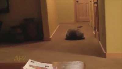 Rollin’ bond trashpanda