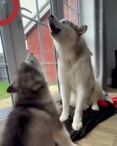 Dad teaches me how to howl