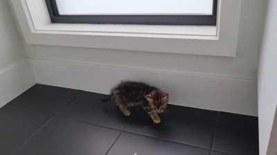 kitten too smol to cat