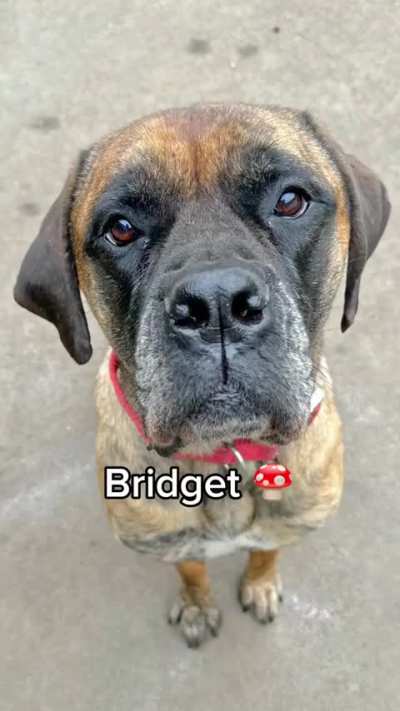 Dogs before and after they're told they're a good boy/girl.