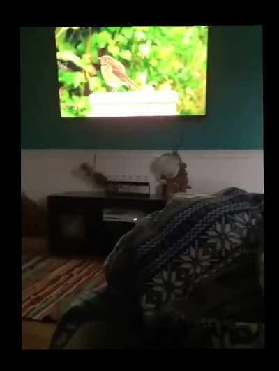 Cat Yeets Itself Across The Room