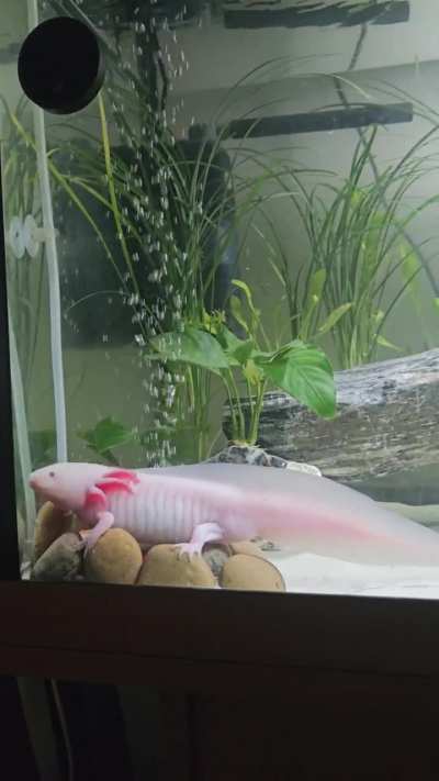 Just a Freak playing in the bubbles