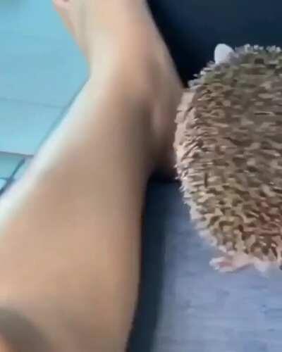Hedgehog so sweet and innocent...and then...
