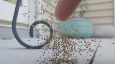 Some cool spiderlings