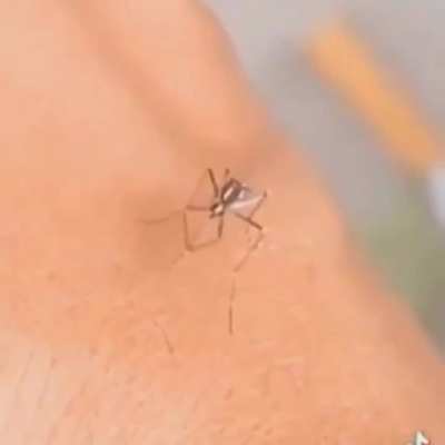 Nem o mosquito aguenta Toon force