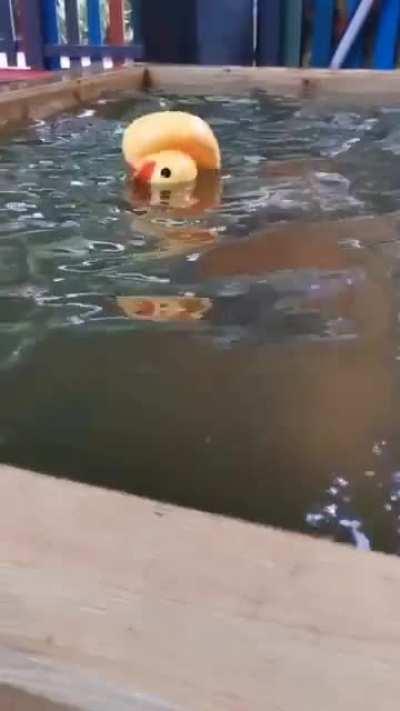 Baby Hippos look sooo adorable