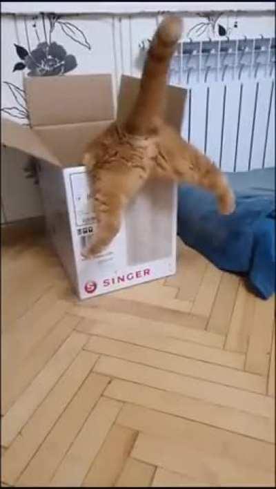 when the cat is a little chubby