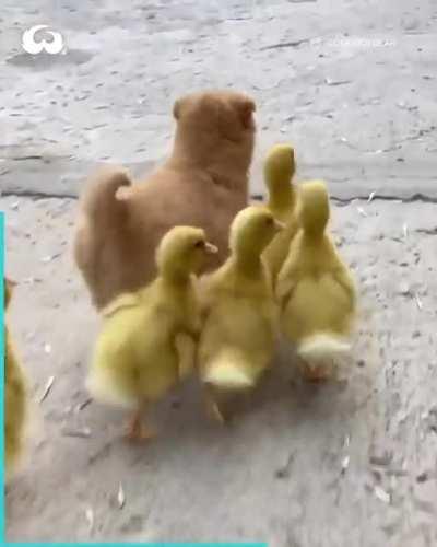 Ducks and Woof