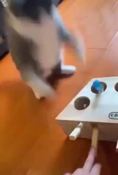 A cat playing with a scary toy