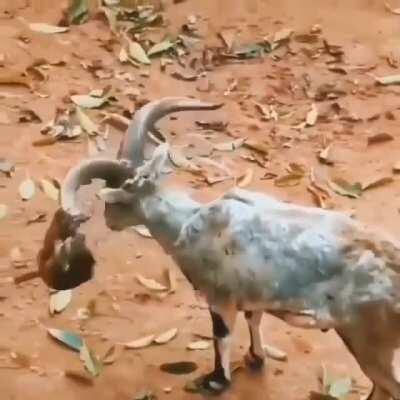 Добродушный козел и озорная обезьянка. Приятели7 )