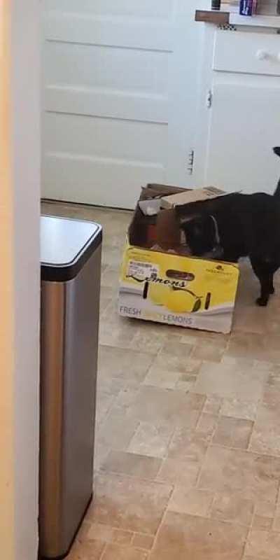 I pressed the on and off switch but he just went right back to it.