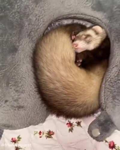 Cute Ferret Chef (very floppy)